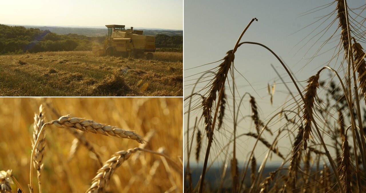 la Ferme des Zazous
