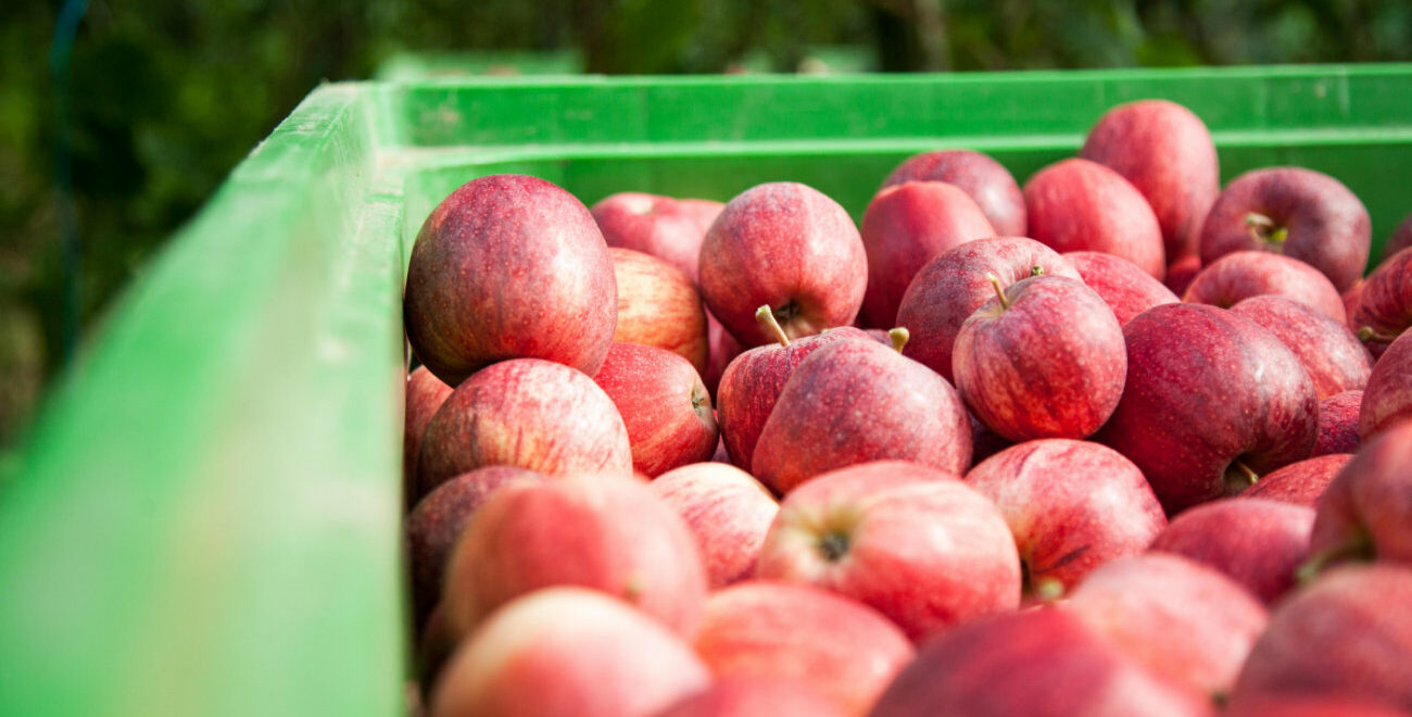 Produits biostimulants pour les plantes – comment bien les utiliser à la ferme pour une vraie agriculture bio ?